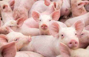 High Lecithin Triglycerides